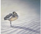 Vogel in het zand